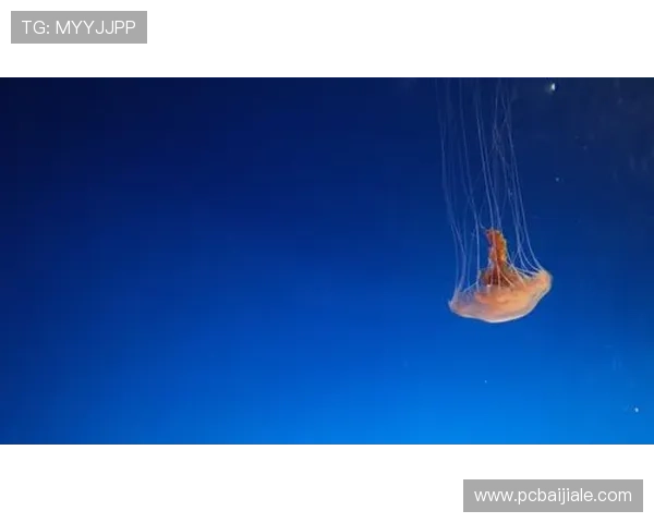 星空体育真人登陆账号注册流程详细介绍新手快速上手的完整步骤